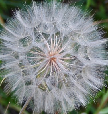 MOUNTAIN WEED