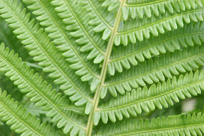 FERN