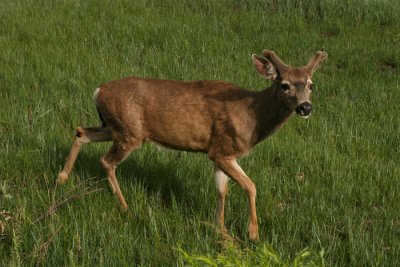 FRIENDLY DEER