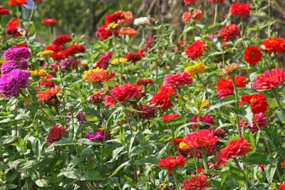RUSSELL FARM FLOWERS
