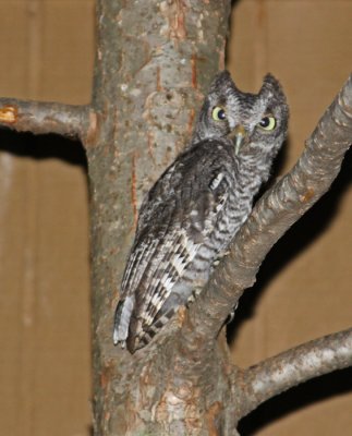 EASTERN SCREECH OWL II