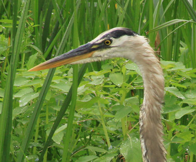 HARRY THE HERON