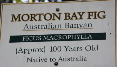MORTON BAY FIG