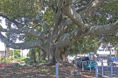 THE MORTON BAY FIG: NAPIER, NZ
