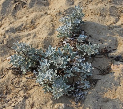 PLANT FOUND ON THE BEACH