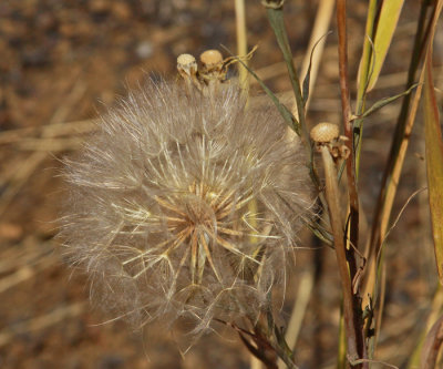 TRAILSIDE WEED