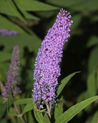 BEAUTIFUL FLOWER