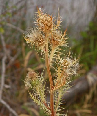 SILVER CREEK THISTLE