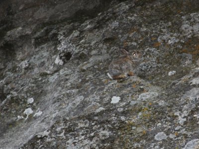 RABBIT AT CITY OF ROCKS