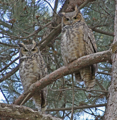GREAT HORNED OWLS I