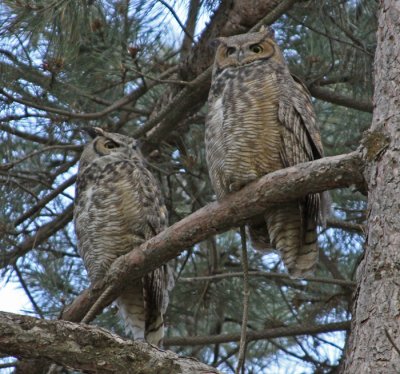 GREAT HORNED OWLS II