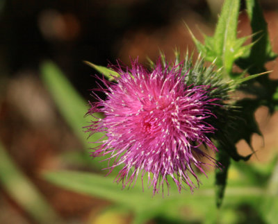 THISTLE IN THE SAWTOOTH RANGE