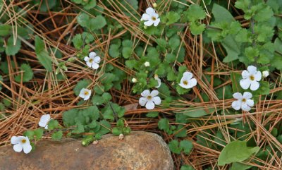 SMALL WOODLAND FLOWER