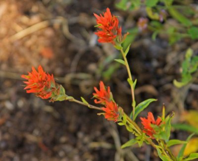 INDIAN PAINT BRUSH