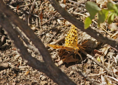 BUTTERFLY