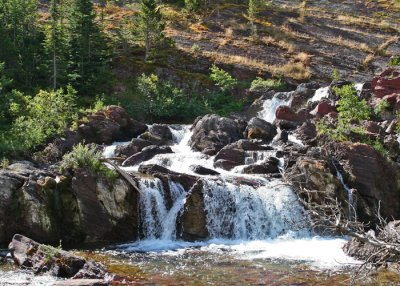 A TRAILSIDE VIEW: GLACIER NP