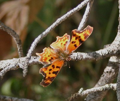 TRAILSIDE BUTTERFLY