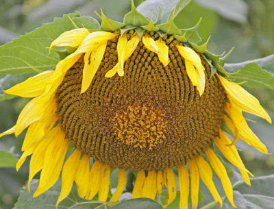SUNFLOWER
