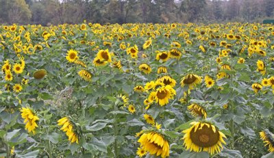 SUNFLOWERS ON A RAINY DAY