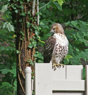 RED TAIL HAWK II