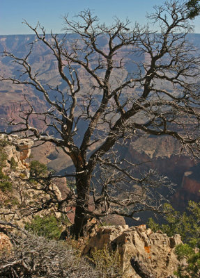 DEATH IN THE GRAND CANYON