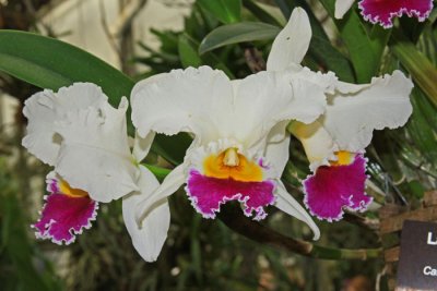 ORCHIDS: LINCOLN PARK CONSERVATORY
