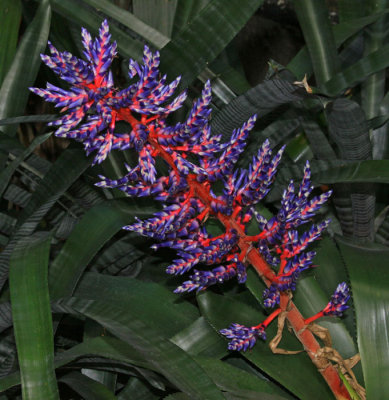 BEAUTIFUL FLOWER