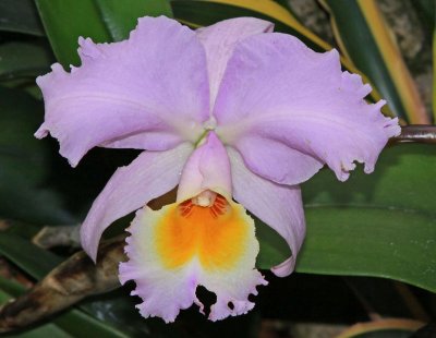 BEAUTIFUL ORCHID