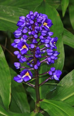 BEAUTIFUL FLOWER