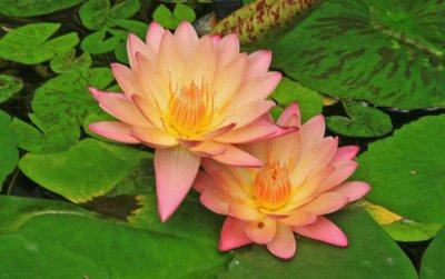 WATERLILY: LINCOLN PARK CONSERVATORY