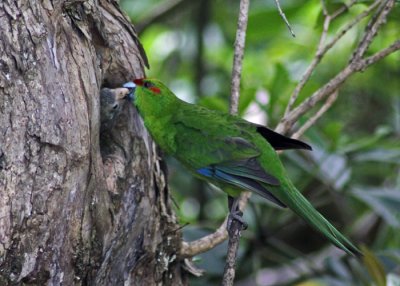 RED CROWNED GREEN PARAKEET