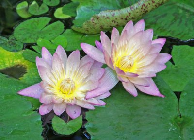 BEAUTIFUL WATER LILIES