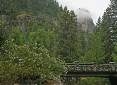 YOSEMITE IN THE FOG: ALONG EL PORTAL ROAD
