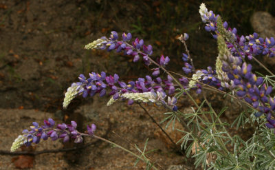 MOUNTAIN FLOWERS