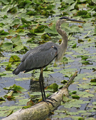 A YOUNG HERON