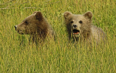 CALLING FOR MOMMA...