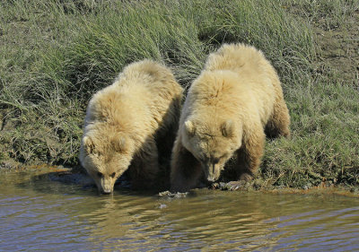 BEARS THAT DRINK TOGETHER....