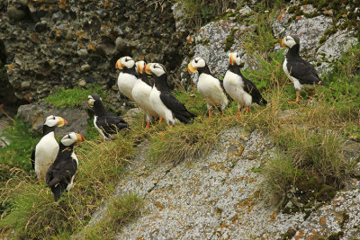 NINE LITTLE PUFFINS!