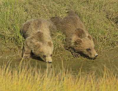 QUENCHING THEIR THIRST