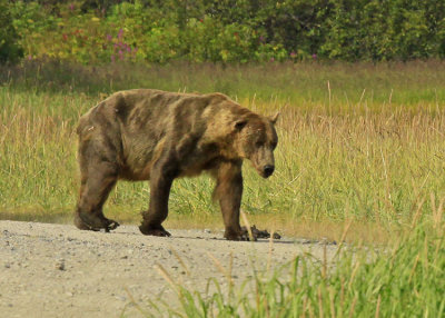 BIG BAD BOAR