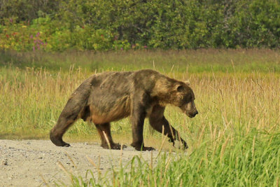 BIG BAD BOAR II