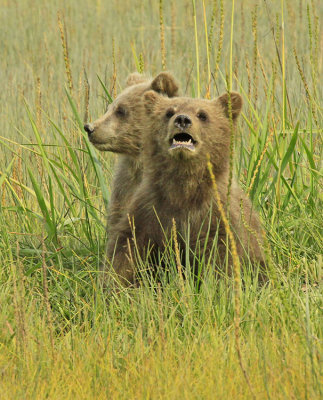MOMMA!  WHERE ARE YOU?