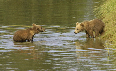 PLAYING IN THE STREAM