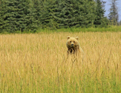 NOW WHERE ARE THOSE CUBS?