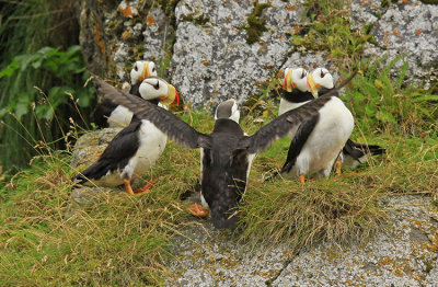 LEADING THE CHOIR