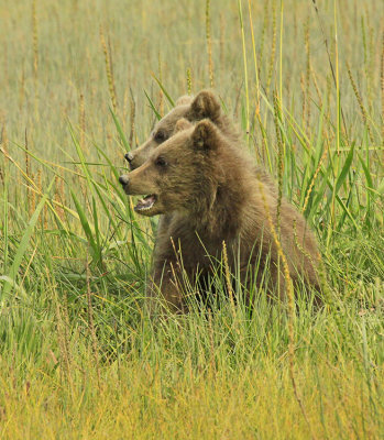 MOMMA! WHERE ARE YOU?