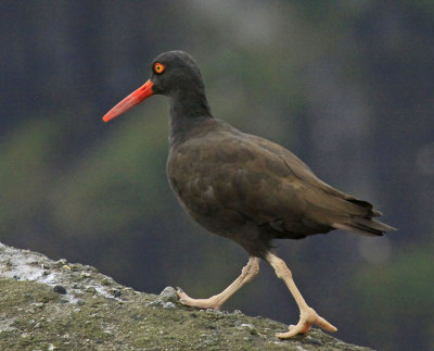 OYSTER CATCHER (ALASKA)