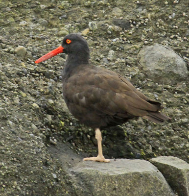 OYSTER CATCHER