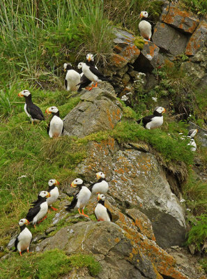 MANY PUFFINS