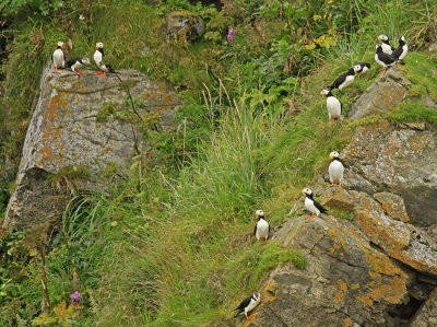 PUFFINS RESTING